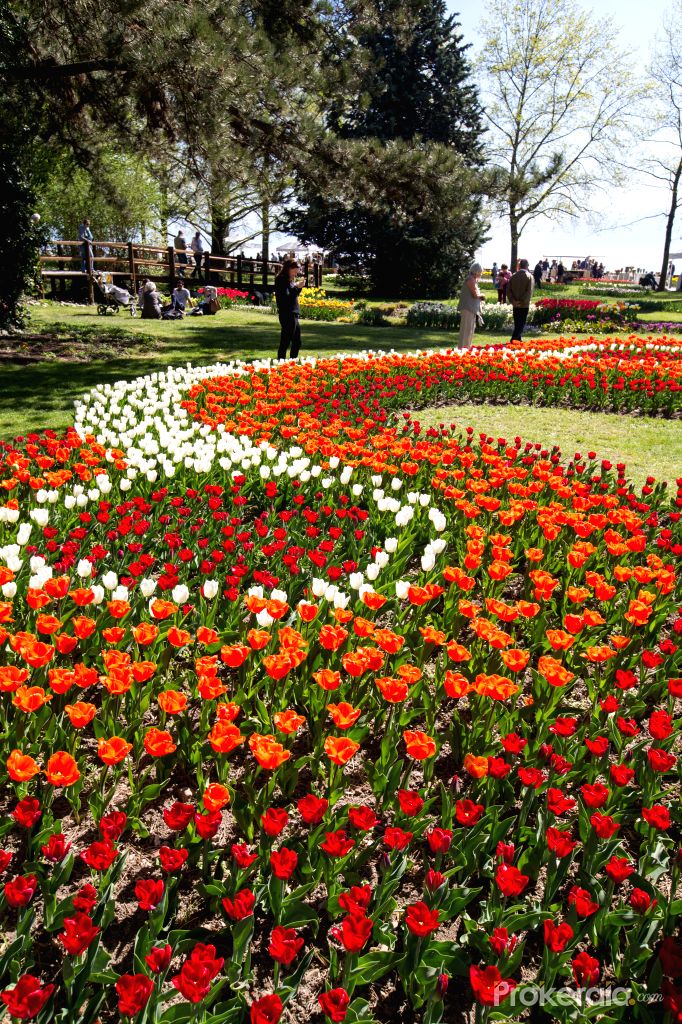 Morges tulip fesitval